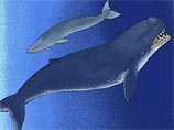 ������� �� �������� ����� ������ � ����� �������� �������� (Livyatan melvillei), ������������ � ����