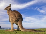 � ����� ��������� ���� ������, ���������� �� ����������� � ������ ���� (Clare Valley), �������� �������. ������������ �������� ��������� ������