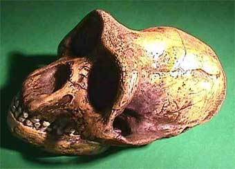 ���� � ����� Fossils-As-Art