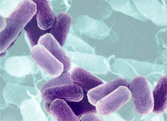 �������� Esherichia coli, ����������� � ����� ifas.ufl.edu