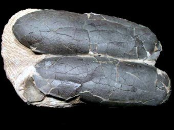 ���� � ����� dinosaur-eggs.com
