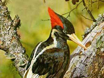 ���������� ����������� �����, ���� � ����� 50birds.com 