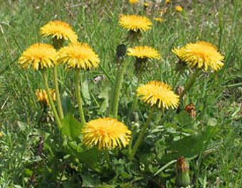 .    www.europlant.ru
