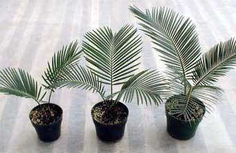 ���� � ����� www.rhapisgardens.com