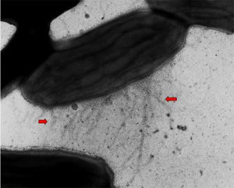 Geobacter, ���� � ����� geobacter.org