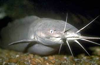    floridafisheries.com