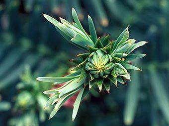 ����� �������. ���� � ����� www.wollemipine.com