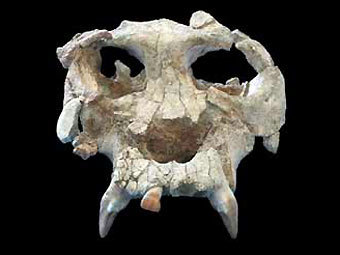 ����� Pierolapithecus catalaunicus, ���� � ����� pharyngula.org