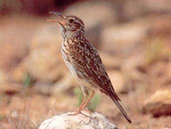 ��������� �������, ���� � ����� spainbirds.com