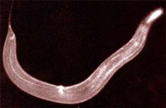 �������� C.Elegans, ���� � ����� ecplanet.com