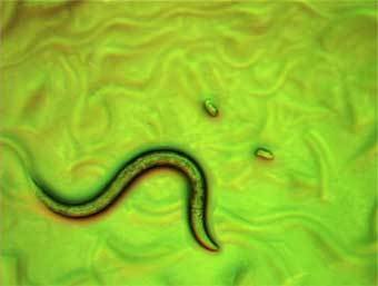 Caenorhabditis elegans, ����������  � ����� steve.gb.com