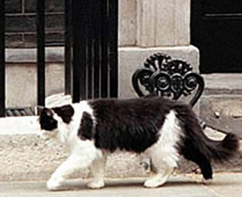  .    purr-n-fur.org.uk