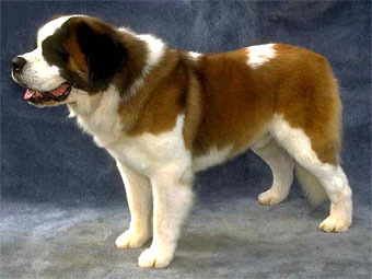 ,    dog.com
