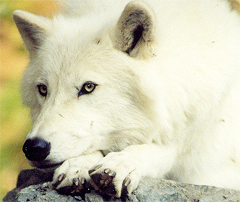  ,    searchingwolf.com