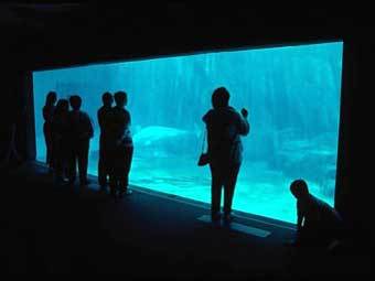    www.oceanarium.ru