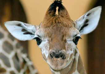    www.zoo-berlin.de
