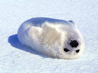 .    stopthesealhunt.com
