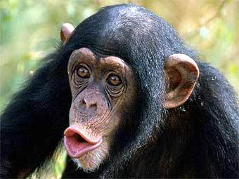 .    primates.com