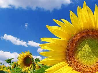    nearshoreukraine.com