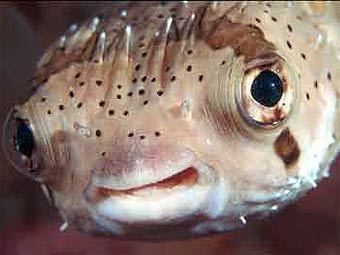 .    pufferfish.net 