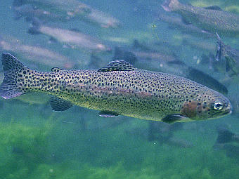 �������� ������ Oncorhynchus mykiss. ���� ������������ Bricktop � ����� wikipedia.ru