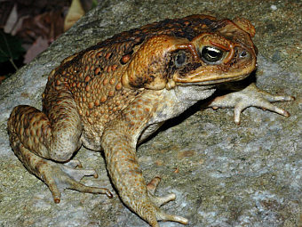 ���� Bufo marinus. ���� ������������ Factumquintus � ����� wikipedia.org