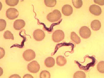 �������� Trypanosoma brucei � ���������� ��������. ���� � ����� canisius.edu