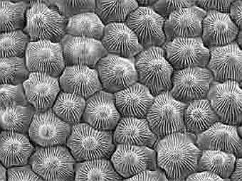 ���������� ������ �� ����������� ���������. ���� � ����� plantsci.cam.ac.uk