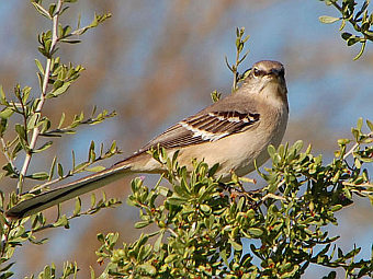 �����������. ���� � ����� arizonensis.org