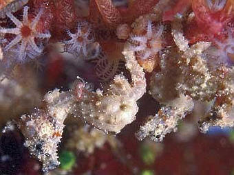 ����������� ������� ����� Hippocampus satomiae. ����������� � ����� asunews.asu.edu