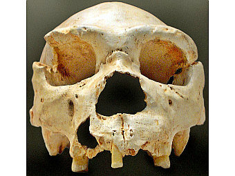 ����� Homo heidelbergensis. ���� ������������ Locutus Borg � ����� wikipedia.org