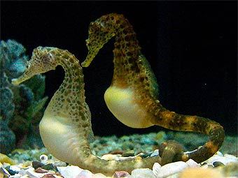 ���� ������������ Haplochromis � ����� wikipedia.org