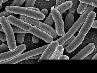 ������ Escherichia coli. ���� � ����� universityofcalifornia.edu