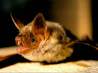 ������� ������� Myotis myotis. ���� ������������ Manuel Werner � ����� wikipedia.org