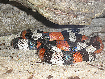 ���� Lampropeltis triangulum campbelli. ���� ������������ Deror avi � ����� wikipedia.org