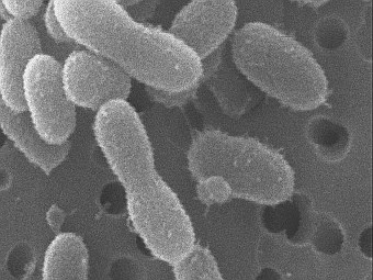 Chryseobacterium greenlandensis ��� �����������. ���� � ����� science.psu.edu