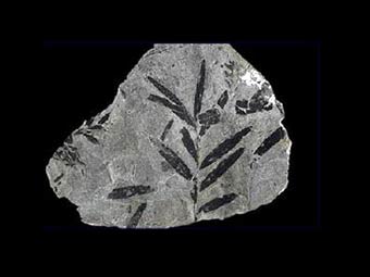����������� ������� ��������, ������������ � ��������� ����� ����������. ����  John Weinstein, The Field Museum � ����� nsf.gov