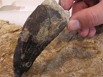 ����� ���������� ���� ���������� 9,83 ����������. ���� FCPT-Dinopolis y Escuela Taller de Restauracion Paleontologica