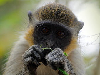 ������� �������� Cercopithecus sabaeus���� � ����� ucdavis.edu