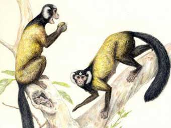 ����������������� ������� ��� Ganlea megacanina. ����������� Mark A. Klingler/Carnegie Museum of Natural History