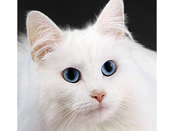 ���� ������������ Icebooter � ����� wikipedia.org