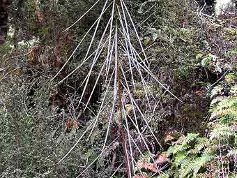 ������� ������� Pseudopanax crassifolius. ���� ������������ Velela � ����� wikipedia.org 