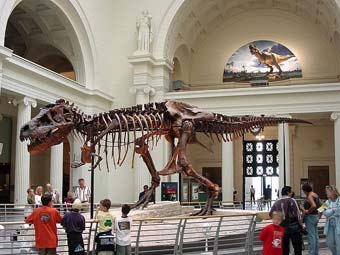 ��� ���� ������������ �� �����������, ����������� ���. ���� ������������ Dysmachus � ����� wikipedia.org
