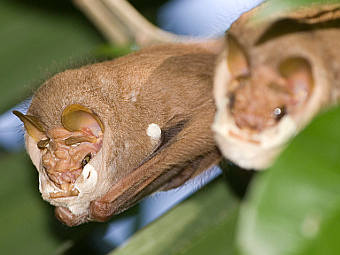 ��������������� ��������. ���� ������������ Jplevraud � ����� wikipedia.org
