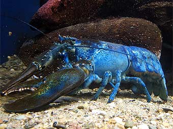 ���� Homarus americanus. ���� Steven G. Johnson � ����� wikipedia.org