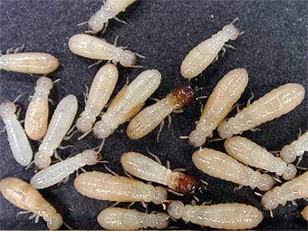 ������� ���� Cryptotermes secundus. ���� Patrick Gleeson, CSIRO