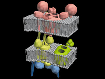 �������� �������� TIM23 � �������� �����������. ����������� � ����� jcs.biologists.org
