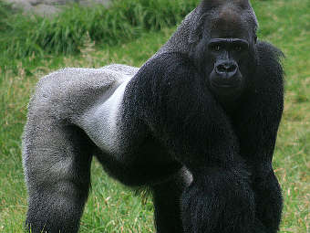 ����� ���� Gorilla gorilla. ���� ������������ Mila Zinkova � ����� wikipedia.org