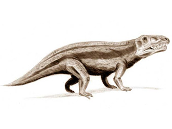 ������� �������� ���� Erythrosuchus ��������� ��� ����� �������� ����������, ������� �� ���������� ������� �� ���� �����. ����������� ������������ ArthurWeasley � ����� wikipedia.org