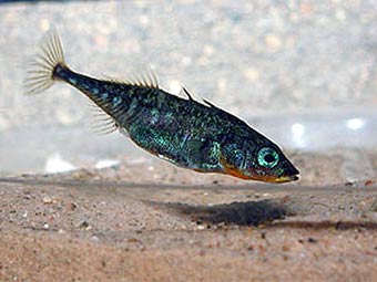 ��������� ������� Gasterosteus aculeatus. ���� � ����� aquariumofpacific.org